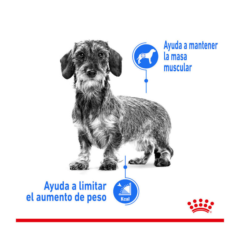 Royal Canin Mini Light Weight Care ração para cães, , large image number null